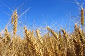 2020小麦各省最佳收割时间来了，赶紧看看别错过最佳时期图片