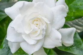农村枙子花你知道有啥妙用吗，煮水泡脚厉害啦，看完告诉朋友图片