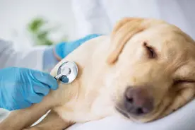 狗狗这5个动作，在你眼中是卖萌撒娇，但实际是它在向你求救图片