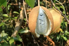 八月里的“八月炸”图片