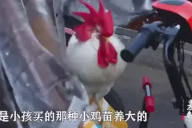 济南一宠物鸡每天陪主人上班！网友灵魂提问：路过饭店的时候慌不慌？图片