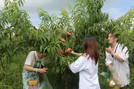 光山这里 盛夏黄桃香，游人采摘忙！图片
