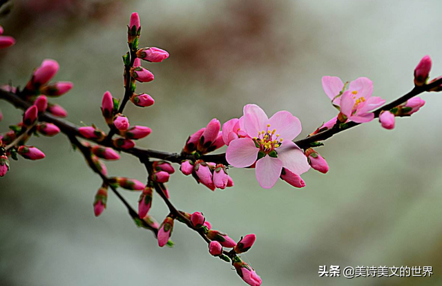 “江南无所有，聊赠一枝春”何意？诗词大会冠军武亦姝因此诗被嘲
