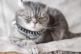 “宇宙第一小凶猫”现身？感觉全世界都欠它一车小鱼干图片