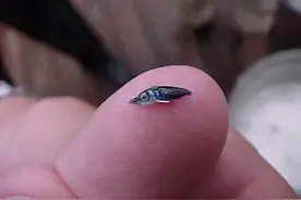 这种鱼出生时还没虾米大，同类残食，胜利者却能成为海洋霸主图片