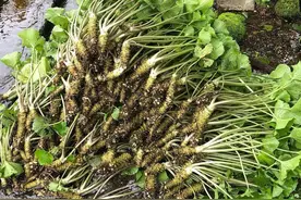 原来山葵，才是全世界“最贵”的农作物图片