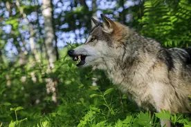 她10岁学狩猎，15岁和群狼搏斗，最终用计策杀死狼王图片