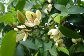 春天7种花回暖就绽放，开花漂亮香味足，想买不要错过好时机图片