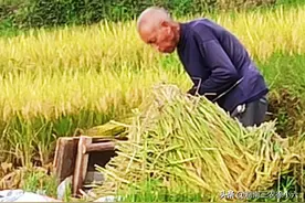 湖南有一农民用一个门板打稻子，还说这样是最轻松的了图片