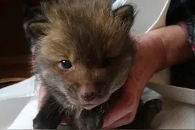 小女孩捡了只小狗，父亲总觉得很“怪”，邻居劝他早点送走图片