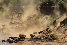 非洲草原上演的“天国之渡”，动物用生命来完成的大迁徙图片