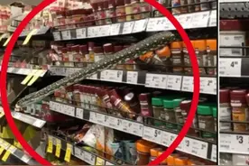 超市货架现3米蟒蛇，女子与蛇头20厘米，为何澳洲的蛇无处不在？图片