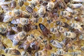 标题农村土蜜蜂高效养殖技术，怎么知道附近有野生蜜蜂窝？图片