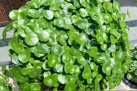 忘记浇水的铜钱草快要枯死了还有救吗？看起来好心疼图片