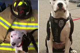 30张「工作犬为人类赴汤蹈火」的瞬间照片图片