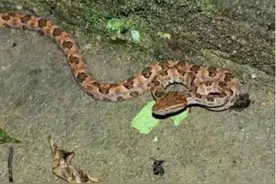 五步蛇有多恐怖？和国内第一的毒蛇相比，谁会更胜一筹？图片