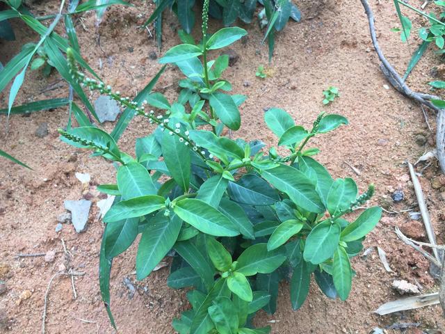 农村有人种植,俗称"破铜钱草",丢进水里会生根,如今珍贵(破铜钱草的