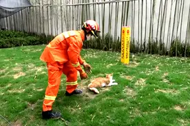 小区日夜传出凄惨猫叫 挨家排查发现有猫咪被困烟道图片