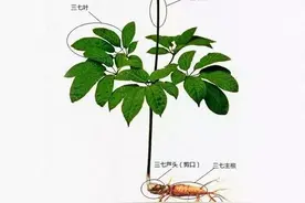 三七活血、补血、止血，但它真的对所有人都友好吗图片