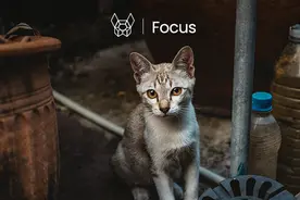 武汉猫确认感染新冠病毒，真相究竟是怎样？图片