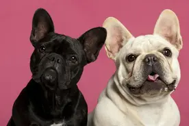 狗子交配为什么要背靠背，还分不开呢?这种奇怪的行为是怎么来的?图片