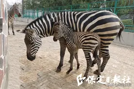 马”丁兴旺！保定动物园斑马产下马仔图片