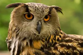 雕鸮现身天山，一年捕鼠约4千只，为护幼鸟，遇金雕故意暴露自己图片