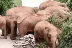 white elephant可不是“白色的象”，真正的意思你想不到图片