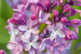 《丁香花》背后的爱情故事：有几人知晓所唱的亡者是谁？图片