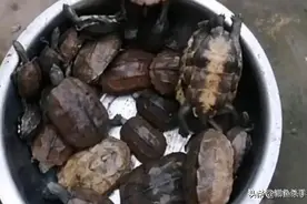 乌龟来袭？湖北荆门稻田爬满乌龟，当地老乡:这么多发财了图片