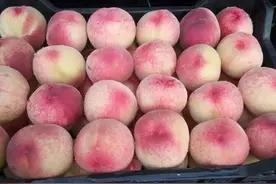 原来毛桃的储存方法这么简单，很多人不知道，难怪毛桃容易坏图片