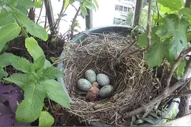 历时45分钟，见证新生命诞生的神奇过程，乌鸫孵化雏鸟破壳成鸟记图片