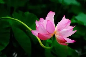 遭遇背叛，不要指责，这样做才是“王者”图片