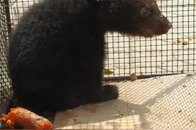 五一假日，来保定动物园看“萌宝”吧图片