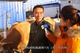 新华社记者采访养殖户一头牛一年赚一万，这是实话，还是好听话？图片