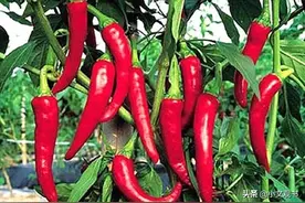 为什么有钱人赚钱总是很容易？看看犹太人的卖辣椒的故事你就懂了图片