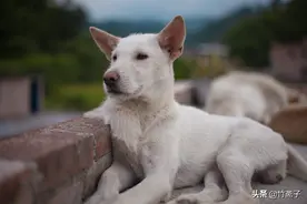 三条狗好惬意，你看过这么懒的狗吗？图片