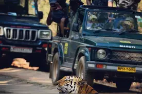 老虎栖息地的存亡考验，虎王的知名度会引来杀身之祸图片