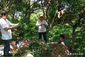 步荔枝后尘？7月刚成熟，商贩只给2.5元一斤，果农沿路找人收图片