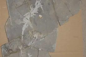 植物界恐龙！中国发现全球最早的单子叶植物化石图片