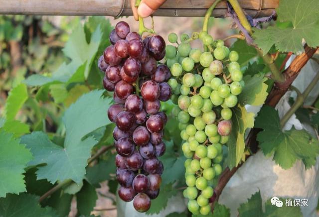 腐殖酸、海藻酸、甲壳素、鱼蛋白、氨基酸，性能作用真的不一样