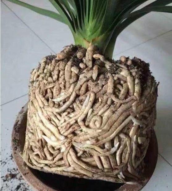 我的世界天启之境鱼鳞剑蓄力