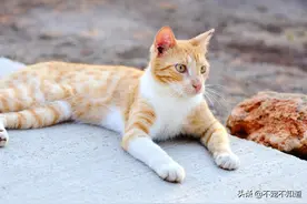 猫咪厌食了怎么办，小心饿出脂肪肝图片