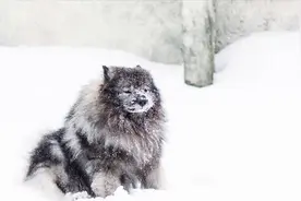 外公家的土狗，悄悄护送新婚的姨夫数十里，老去的时候偷偷跳了崖图片