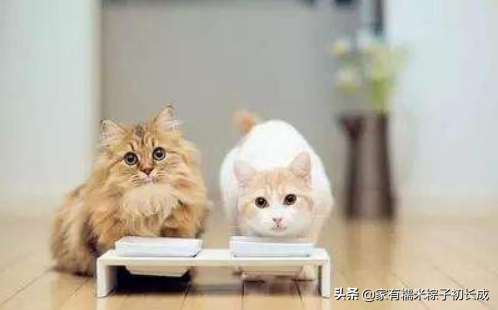 想要自制猫饭，这些营养基础须知道！