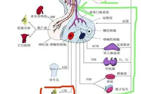 生个孩子可真不容易——1高泌乳素血症图片