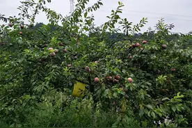 跌落神坛？4月一斤卖36元，如今产地不足1元，等不来商贩图片