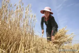 乡村纪实：疯掉的三婶图片