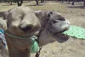 血肉之躯的骆驼，为什么能以仙人掌为食，它们不疼吗？图片