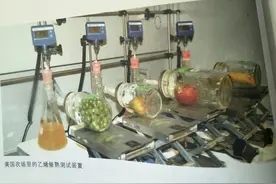 水果蔬菜——自然熟的奥秘（上）图片